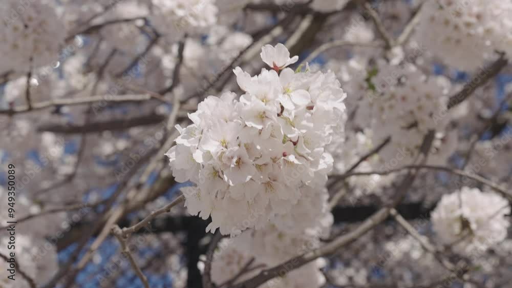 Beautiful spring Sakura flower on cherry tree. Sakura flower in bloom in spring. Spring nature. Sakura with blooming flower. Blossom spring season. Japanese cherry. Sakura blossom. Blooming garden Beautiful spring Sakura flower on cherry tree. Sakura flower in bloom in spring. Spring nature. Sakura with blooming flower. Blossom spring season. Japanese cherry. Sakura blossom. Blooming garden