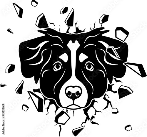 Wall Smashing Australian Shepherd