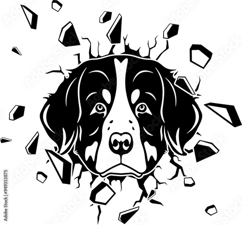 Wall Smashing Bernese Mountain Dog