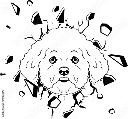 Wall Smashing Bichon Frise