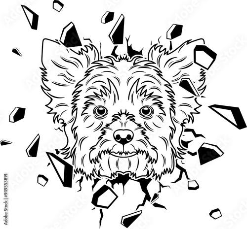 Wall Smashing Biewer Terrier