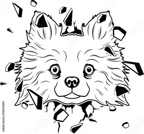 Wall Smashing German Spitz