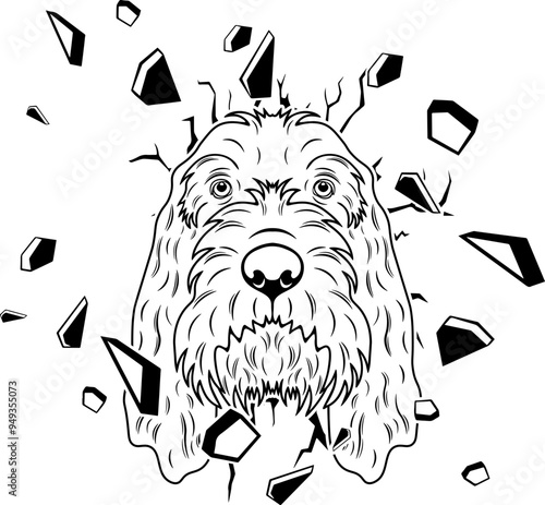 Wall Smashing Grand Basset Griffon Vendeen