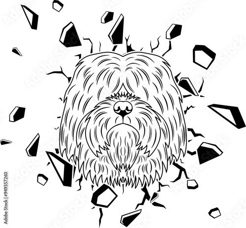 Wall Smashing Portuguese Sheepdog