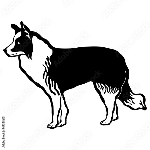 Welsh Collie - Welsh Sheepdog