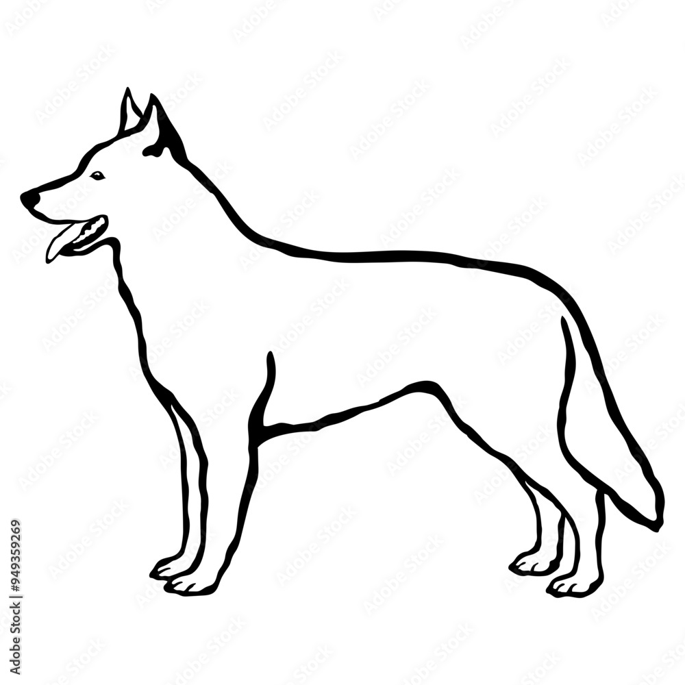 Obraz premium White Swiss Shepherd