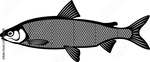 Whitefish