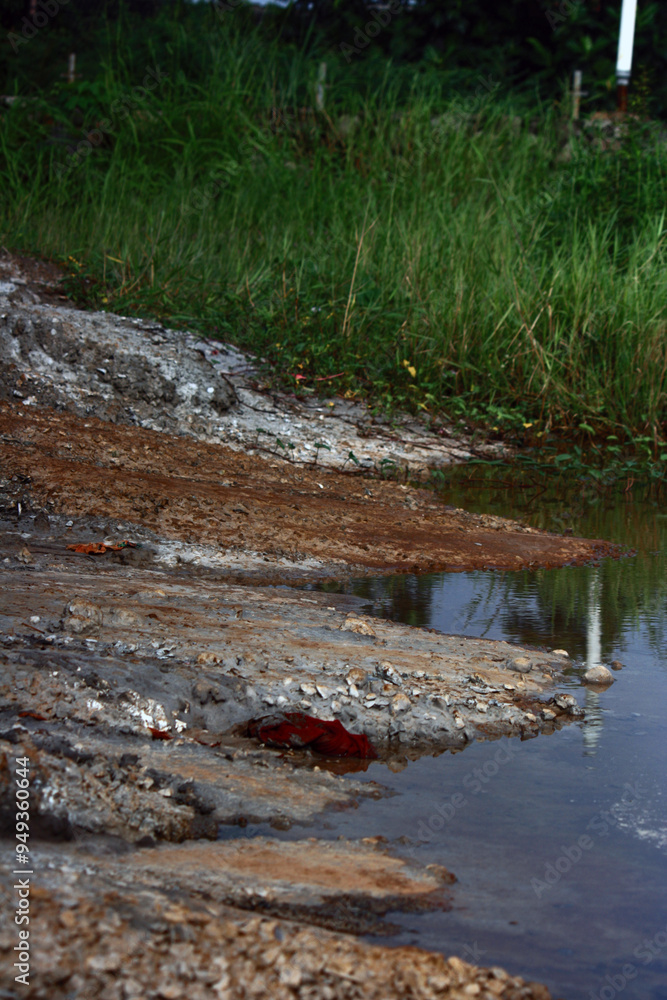 Obraz premium the lakeside and wild grass