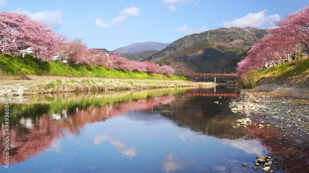 【静岡県・河津町】春の河津川、青空に映える川沿いの桜並木　フィックス　
Spring scenery in Kawazu Town. The blue sky and cherry blossom trees are reflected in the water, which is beautiful. - Shizuoka, Japan - fix