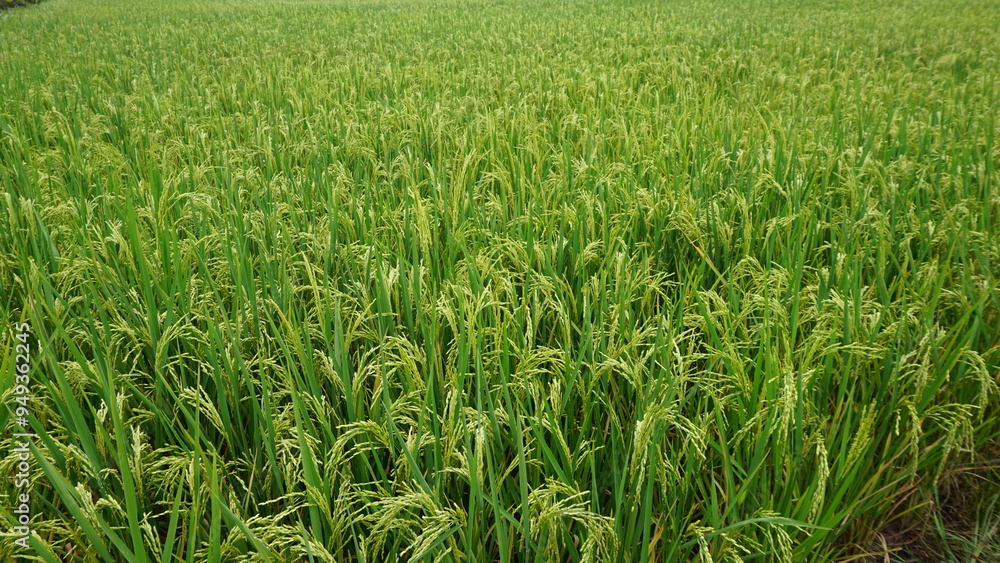 green rice field green rice field