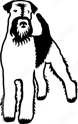 Airedale Terrier