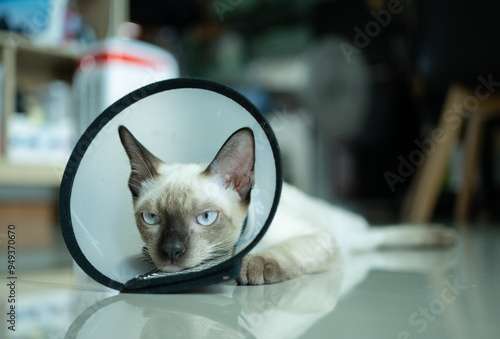 Siamese cat wearing Elizabethan collar for recover after surgery. This collar purpose is to prevent your cat from directly traumatizing a surgical site or injured area of the body. photo