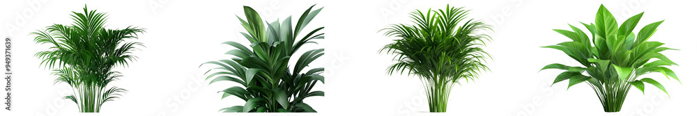 Fototapeta premium Assortment of Four Lush Green Indoor Plants with Varying Leaf Patterns and Textures