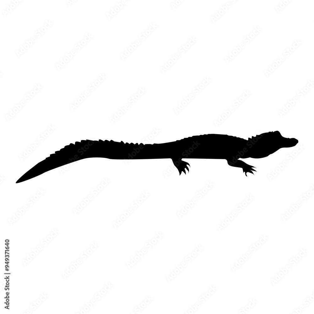 Fototapeta premium Baby Crocodile