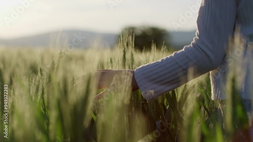 Slow-motion shot of a little girl walking through the wheat field and gently touching ripening ears of crop at sunset. Close-up