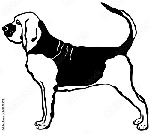 Bloodhound