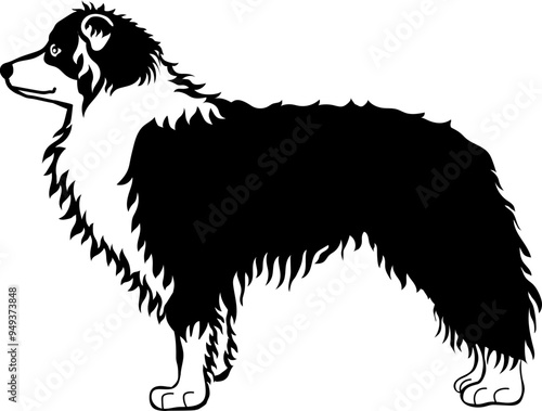 Border Collie