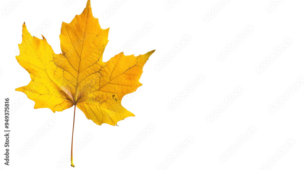Maple leaf autumn isolated on white background Maple leaf autumn isolated on white background