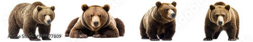 Wallpaper Mural Four Brown Bears in Various Poses Against White Background Torontodigital.ca