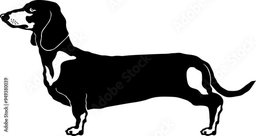 Dachshund