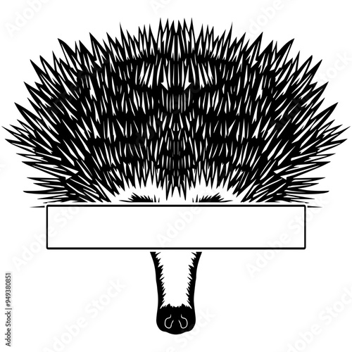 Eyes Banner Echidna