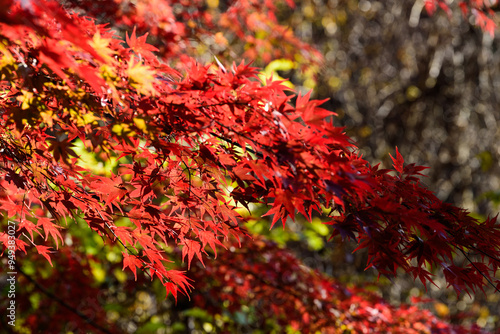 信州の秋の紅葉