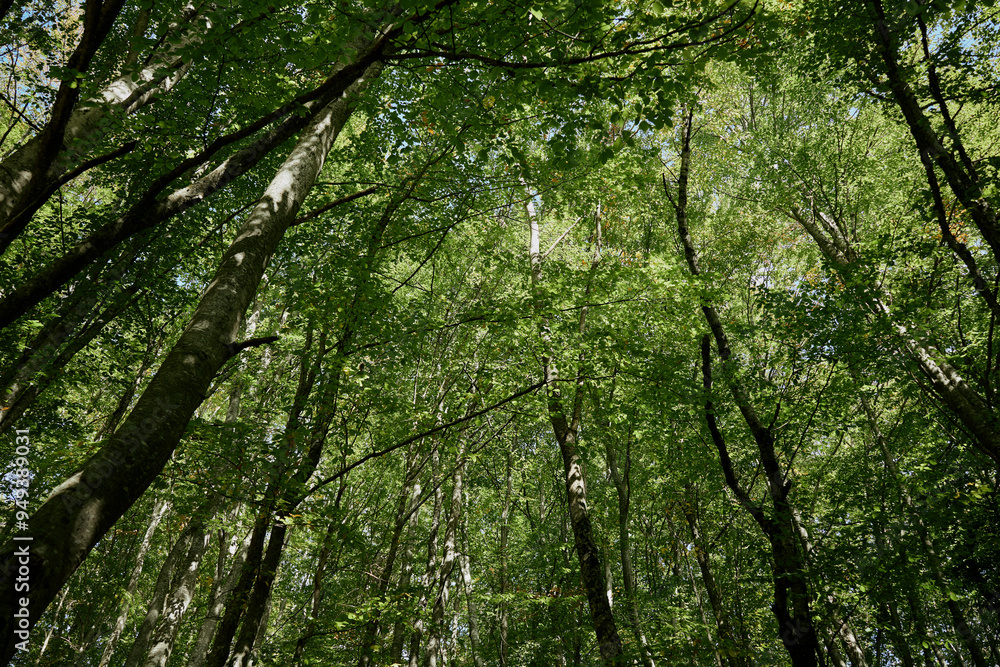 Peaceful forest scene with lush green leaves on trees in a serene wooded area Peaceful forest scene with lush green leaves on trees in a serene wooded area