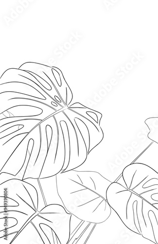 Monstera leaves(line drawing)