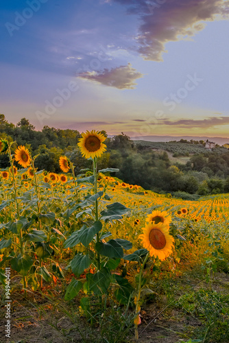 tuscan landscape, sunflower field, golden hour, dusk, sunset, tuscany, italy, rolling hills, countryside, nature photography, scenic views, warm colours, evening light, tranquil, travel photography, l