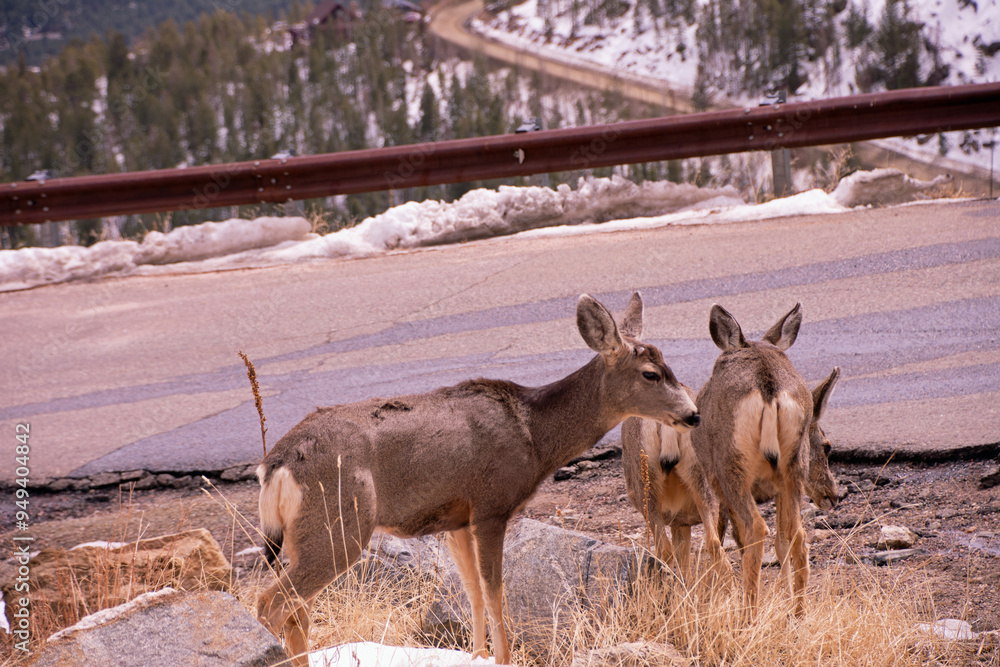 deer on a hill evergreen colorado
