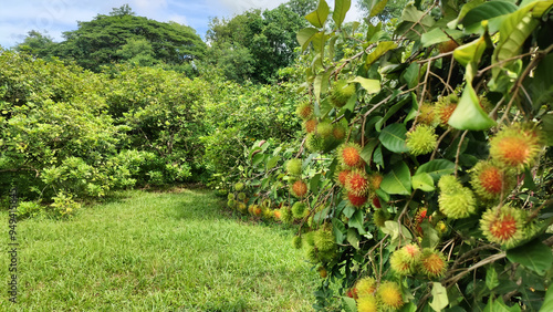 Rambutan Orchard Bliss photo