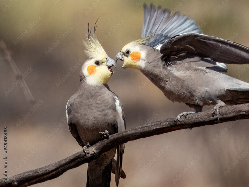 Attractive native bird found in the arid areas of Central Australia. Attractive native bird found in the arid areas of Central Australia.