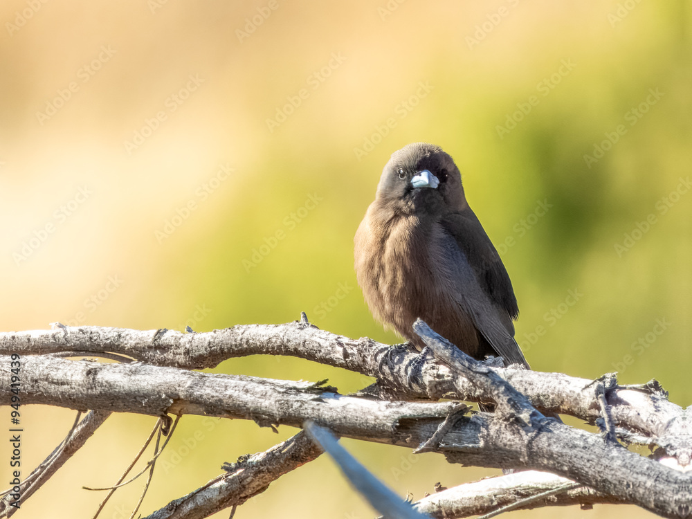 Little Woodswallow - Artamus minor in Central Australia Little Woodswallow - Artamus minor in Central Australia