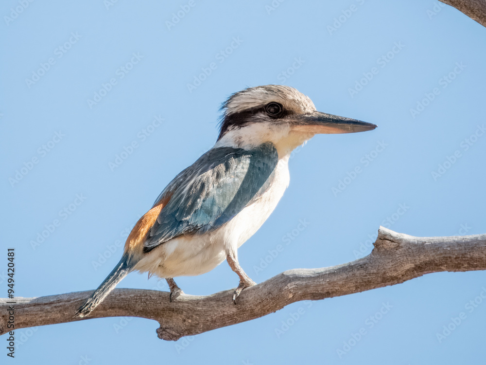 Obraz premium Red-backed Kingfisher - Todiramphus pyrrhopygius in Australia