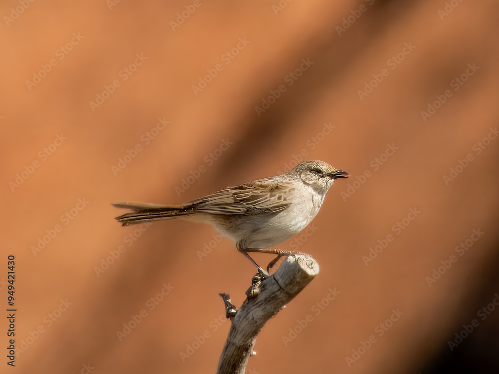 Rufous Songlark - Cincloramphus mathewsi in Australia Rufous Songlark - Cincloramphus mathewsi in Australia