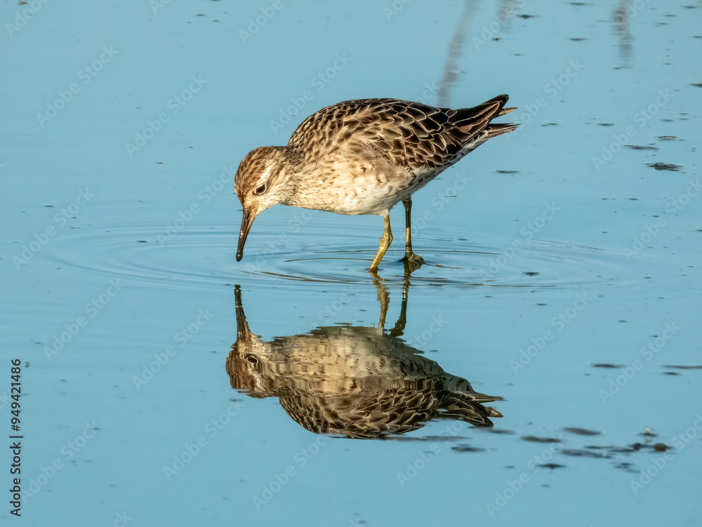 Sharp-tailed Sandpiper - Calidris acuminata in Australia Sharp-tailed Sandpiper - Calidris acuminata in Australia