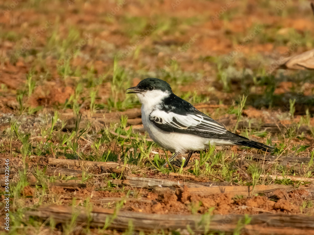 White-winged Triller - Lalage tricolor in Australia White-winged Triller - Lalage tricolor in Australia