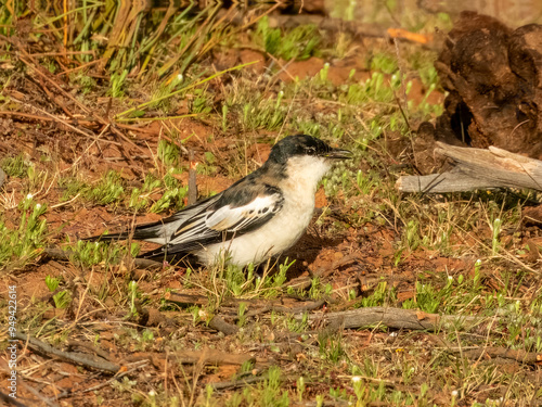 White-winged Triller - Lalage tricolor in Australia