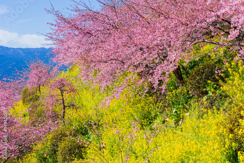 Fotografija 日本の風景・早春　神奈川県松田町　松田山の河津桜と菜の花