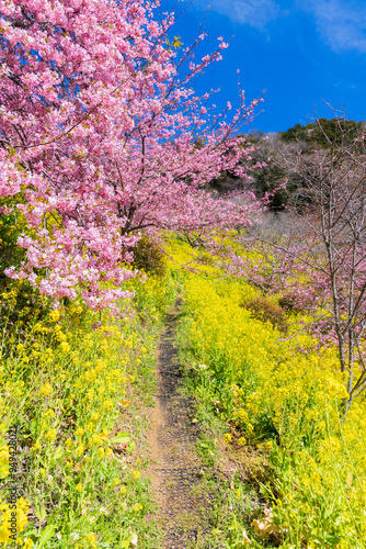 日本の風景・早春　神奈川県松田町　松田山の河津桜と菜の花