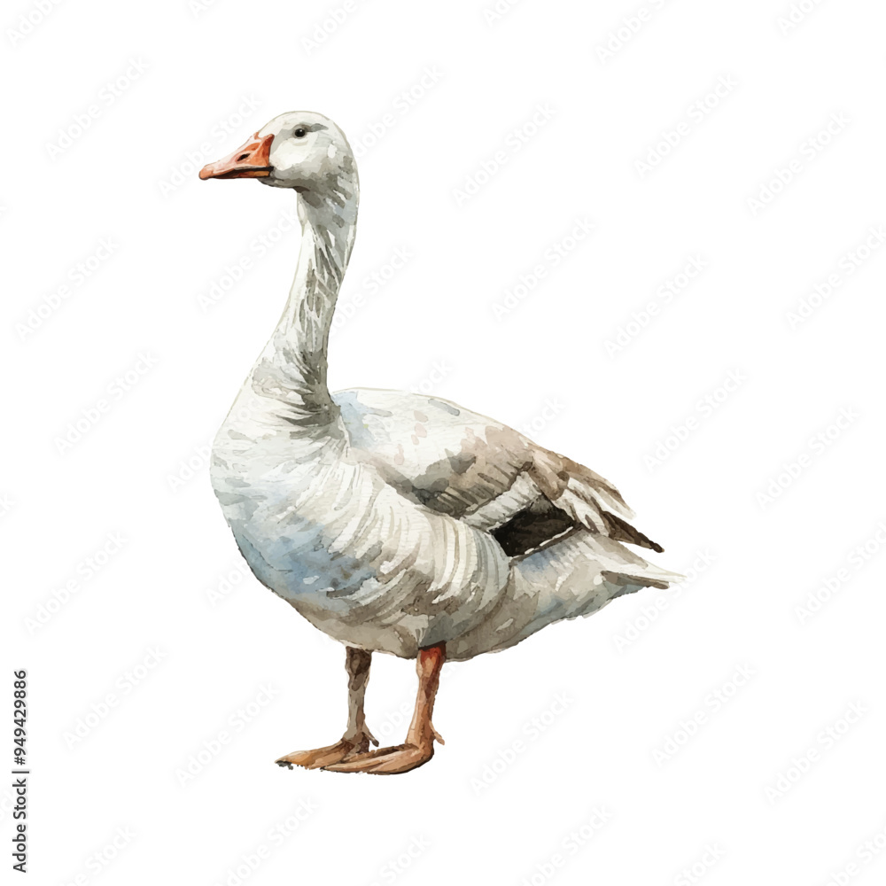 painting of goose bird, isolated on a white background, goose bird vector, drawing clipart, Illustration Vector, Graphic Painting, design art, logo painting of goose bird, isolated on a white background, goose bird vector, drawing clipart, Illustration Vector, Graphic Painting, design art, logo