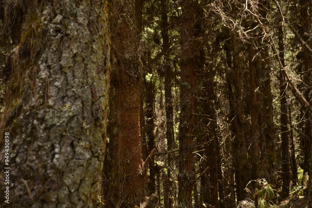 Pinos en Paramo Pinos en Paramo