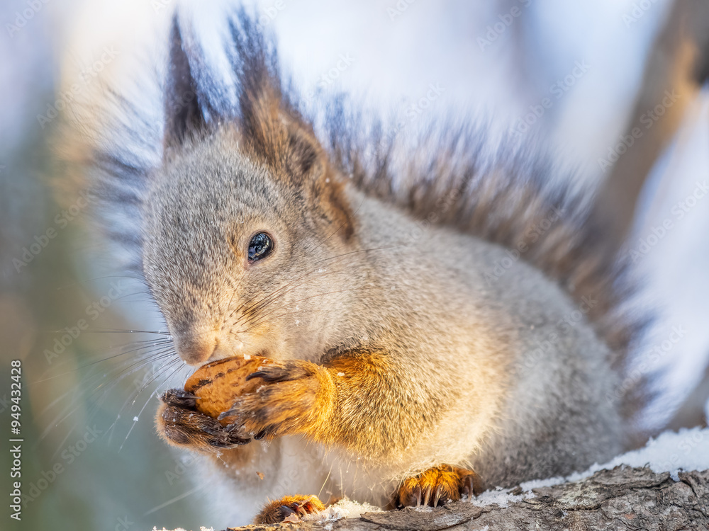 Fototapeta premium The squirrel with nut sits on tree in the winter or late autumn