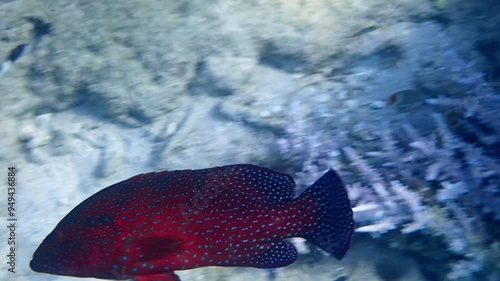 Red coral grouper, scientific name is Cephalopholis miniata, it is predator fish inhabiting coral reefs of the Red Sea, Sinai, Middle East 