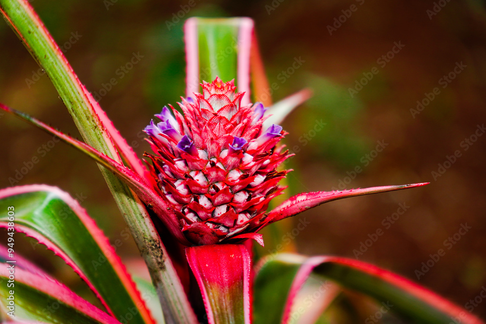 close up of baby pineapple, growing in house yard.