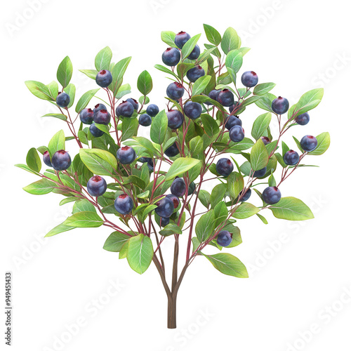 Detailed and realistic illustration of a blueberry bush with ripe blueberries and lush green leaves. Perfect for nature or gardening themes.