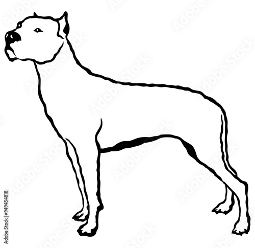 Dogo Argentino