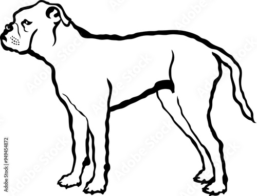 Dorset Olde Tyme Bulldogge