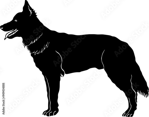 Dutch Shepherd