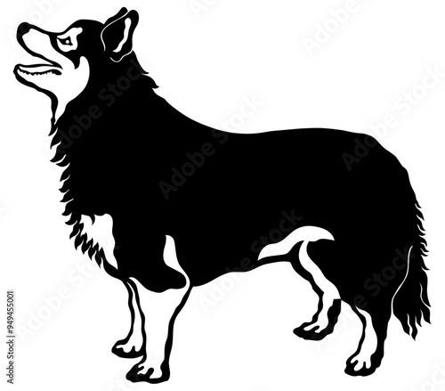 Finnish Lapphund